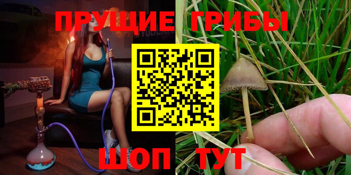 Псилоцибиновые грибы Psilocybe  Псилоцибиновые грибы прущие грибы  Вход с VPN  Сосновый Бор 